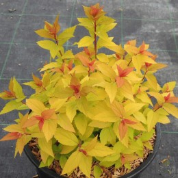 Спирея японская Литл Флэйм