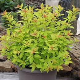 Спирея японская Литл Флэйм