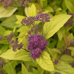 Спирея японская Литл Флэйм