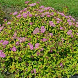 Спирея японская Мерло Голд