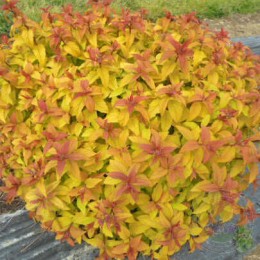 Спирея японская Мерло Голд