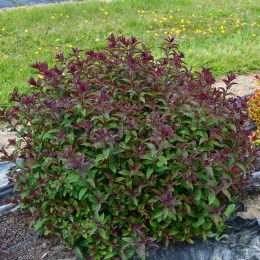 Спирея японская Мерло Грин