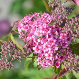 Спирея японская Мерло Грин