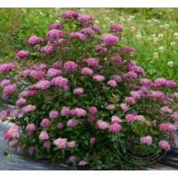 Спирея японская Мерло Грин