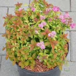 Спирея японская Мерло Стар