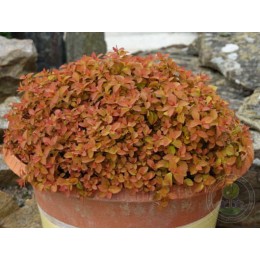 Спирея японская Дзен Спирит Карамель