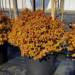 Спирея японская Дзен Спирит Карамель