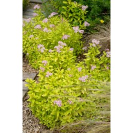 Спирея японская Дзен Спирит Голд