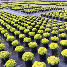 Спирея японская Дзен Спирит Голд