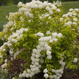 Спирея Вангутта Файрголд / Левголд