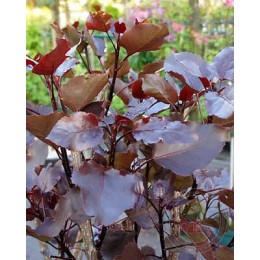 Тополь дельтовидный Пёрпл Тауэр