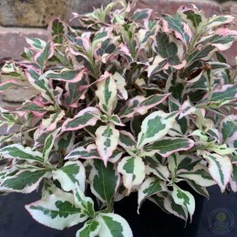 Вейгела Санни Фэнтези / Колсун