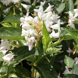 Вейгела гибридная Милк энд Хани