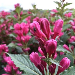 Вейгела Биг Лав