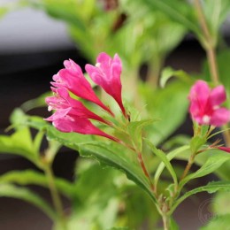 Вейгела Биг Лав