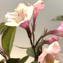 Вейгела Винтаж Лав