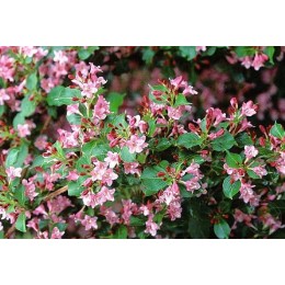 Вейгела ранняя Буке Роуз