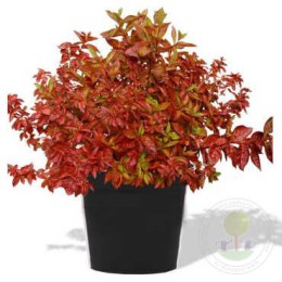 Вейгела Вингс оф Файр