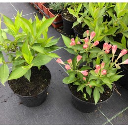 Вейгела Олл Саммер Пич