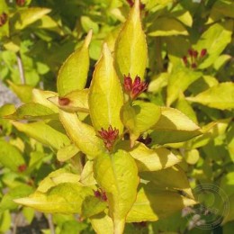 Вейгела Бриан Рубидор Олимпиада