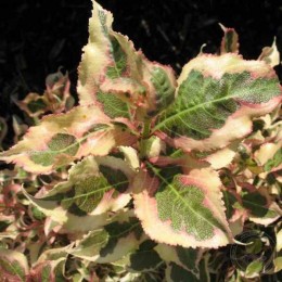 Вейгела цветущая Моне / Вервейг