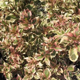 Вейгела цветущая Моне / Вервейг