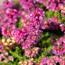 Вереск обыкновенный Рома