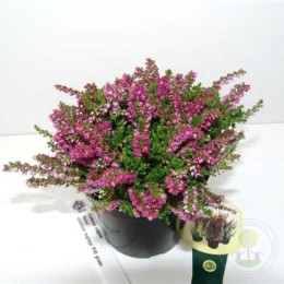 Вереск обыкновенный Рома