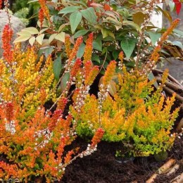 Вереск обыкновенный Сезам