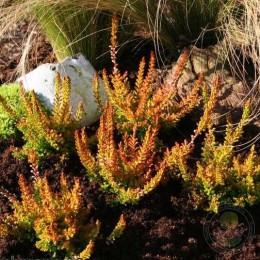 Вереск обыкновенный Сезам