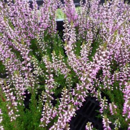 Вереск обыкновенный Лили