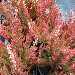 Вереск обыкновенный Баяццо