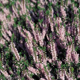 Вереск обыкновенный Каунти Виклоу