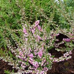 Вереск обыкновенный Джимми Дайс