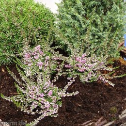 Вереск обыкновенный Джимми Дайс