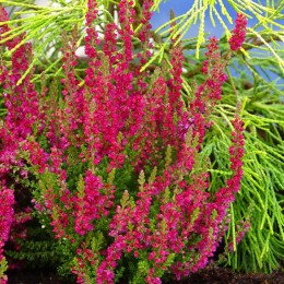 Вереск обыкновенный Ред Сан