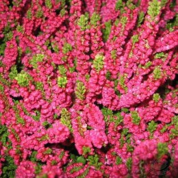 Вереск обыкновенный Сальса