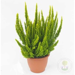 Вереск обыкновенный Барселона