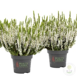 Вереск обыкновенный Вера