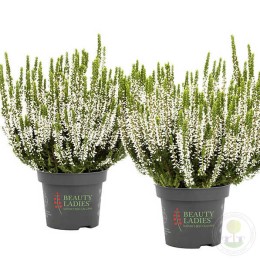 Вереск обыкновенный Вера