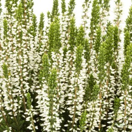 Вереск обыкновенный Вера