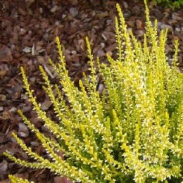 Вереск обыкновенный Аурелия