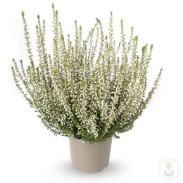 Вереск обыкновенный Беттина