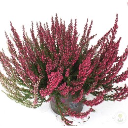 Вереск обыкновенный Мартина