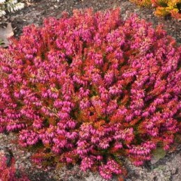 Эрика румяная Надя