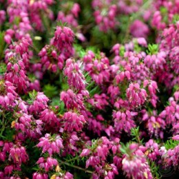 Эрика румяная Саманта