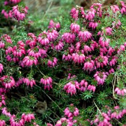 Эрика румяная Саманта