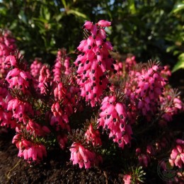 Эрика румяная Саманта