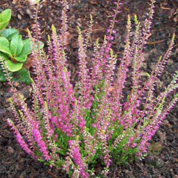 Вереск обыкновенный Аллегретто