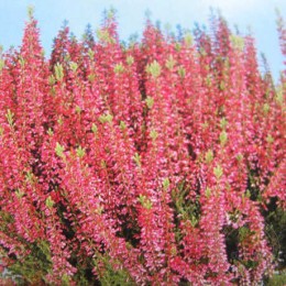 Вереск обыкновенный Энджи